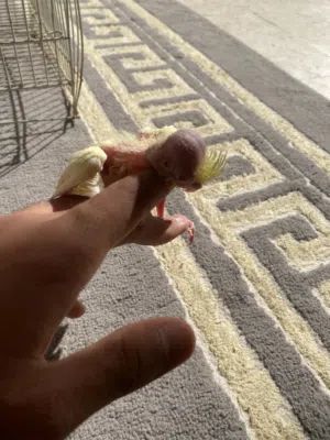 Cocktail kid