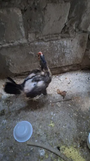 دجاجه عرب
