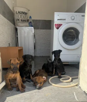 Dobermann x German Shepherd Puppies for Sale
