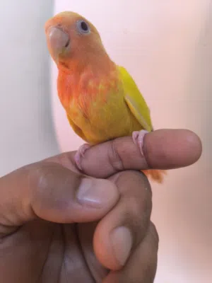 روز اليف جدا  لاتينو اوبلاين رد فيس لون العين احمر وبصحه جيده .