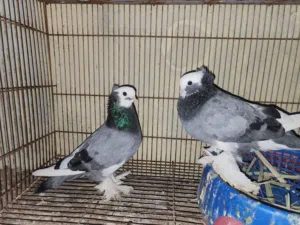 متاح كمبك نقش الطيره نوها جاهزه والفحل جاهز