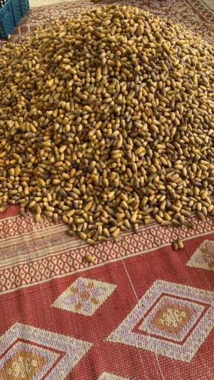رطب نغال الحبة الكبيرة البيع بالجملة