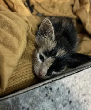 two female kittens for adoption, calico kittens