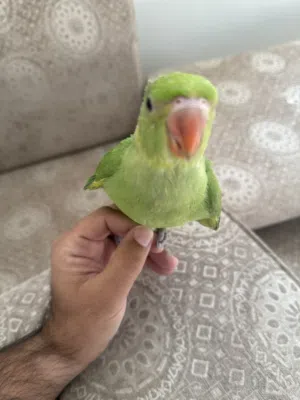 للبيع بيبي متوه ربوه مع كامل اغراضها وزوج كروان مع بيض