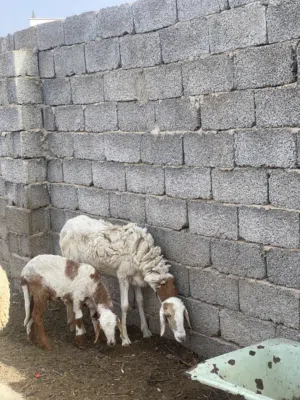 نعجة سدسة تحتها خروف عمره 3 شهور و عشرة حاليا