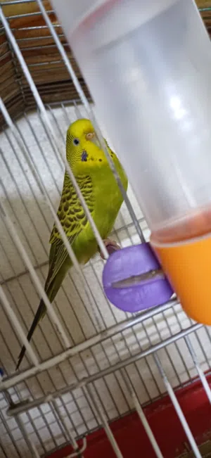 طيور حب للبيع