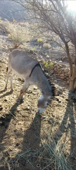حمار جبل للبيع