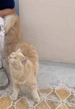 persian cat big female