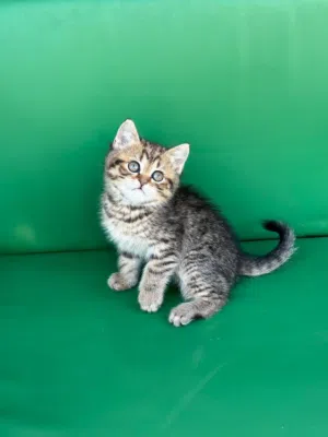 British tabby للبيع