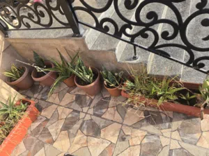 صباريات للبيع