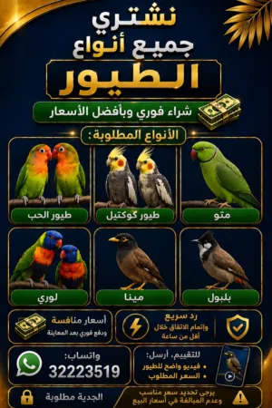 نشتري جميع الطيور أليفه