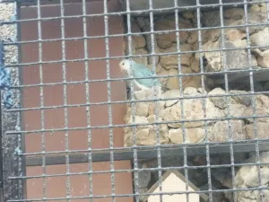 دره بلاتينوا