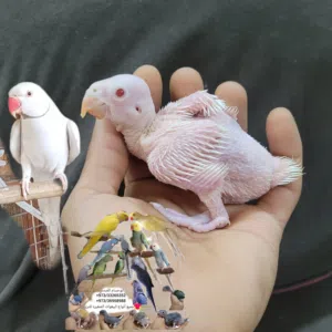 الدره المطوقه دايلوت ابيض