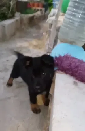 متاح جراء جيرمن شيبرد مستوى حلو وبسعر حرق الي بده يرن لا اتابع تعليقات وشكرا