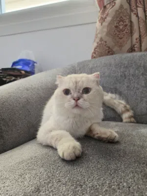(Free مجاناً) Scottish Fold Short Hair for Adoption (Blue Eye) - سكوتش فولد شورت هير عيون زرق للتبني