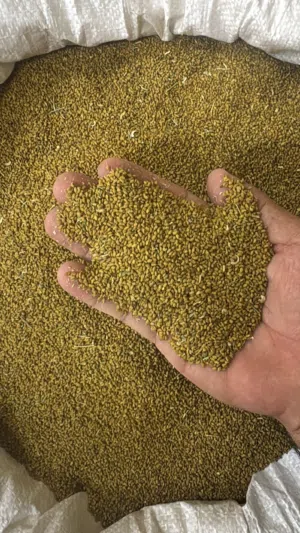 بذر قت عماني