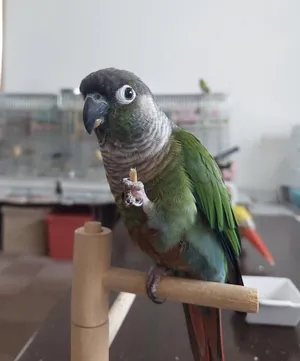 Parrots3