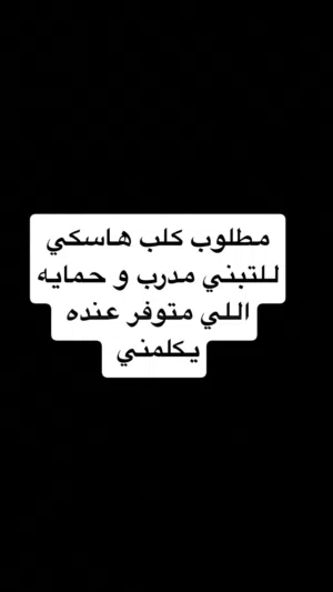 مطلوب هاسكي للتبني مدرب