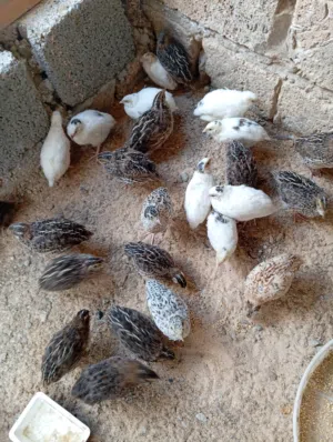 سمان للبيع سمان ناشط حركي ربي يبارك