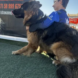 18 Months Old German Shepherd for Sale – Trained & Healthy with Passport