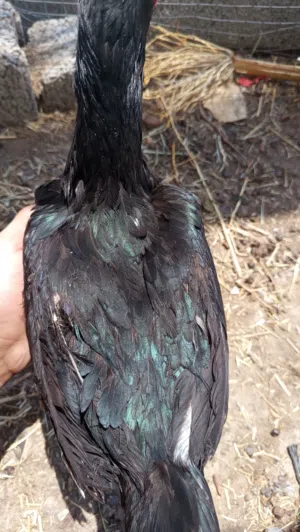 دجاجه باكستانيه