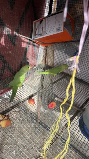 بغبغاء دره ( اخضر )