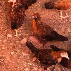 دجاج عماني للبيع عمر شهر واسبوع