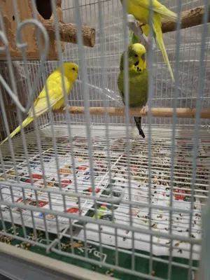 جوزين طيور حب للبيع بدون قفص