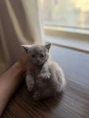 Scottish fold and straight mix healthy kitten