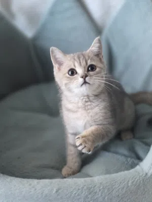 بريتش شورت هير british short hair