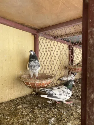 حمام بكستاني طيار