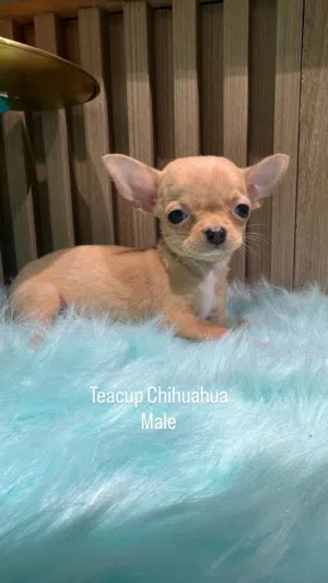 Teacup Chihuahua Male and Female