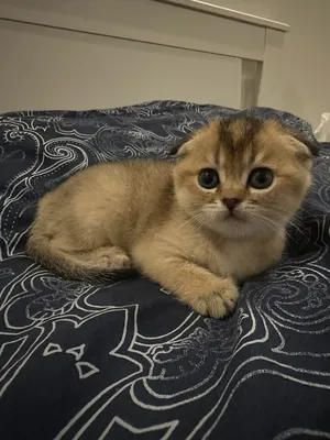 Chinchilla0