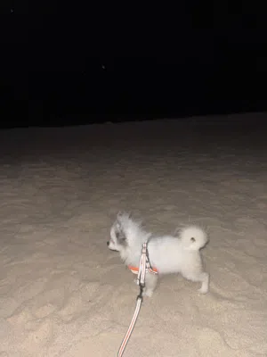 كلاب اصلي وعمر7اشهر