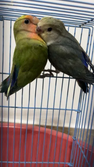 طيور روز  للبيع