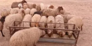 ذبائح بلدي بصلاة علا النبي