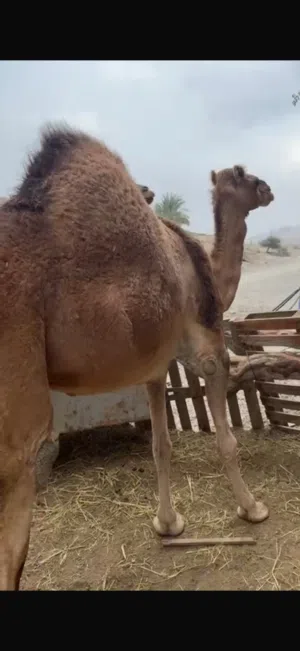بكره لحم طيب الكيلو ي5