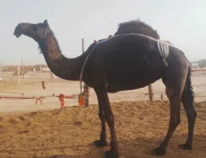 موجود لدينا كل انواع الحلال و موجود لدينا تحميل جميع انواع الحلال من الامارات لي السعودية و قطر