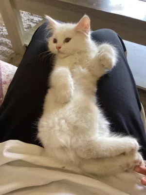 Scottish longhair white female kitten for sale- 3 months old  - with everything - negotiable
