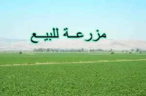 هكتار للبيع في وادي الربيع مثلت القيو بالقرب من جامع التوحيد علي القطران الفرعي