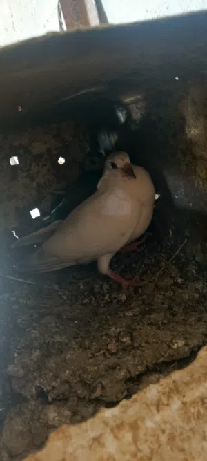 حمام للبيع  موجود