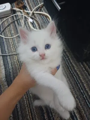 ولد وبنت شيرازي