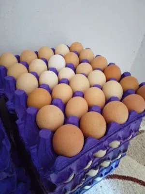 بيض للاكل طازج عضوي من المزرعه