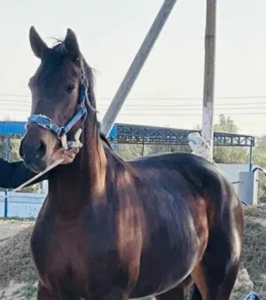 فرس للبيع مصراتة