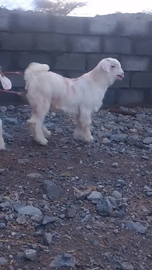 للبيع صخله وجدي