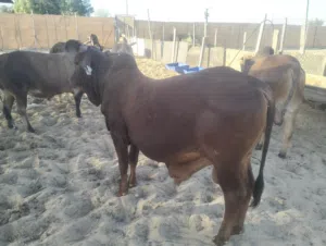 cow and goats r selling