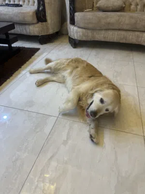 Golden Retriever