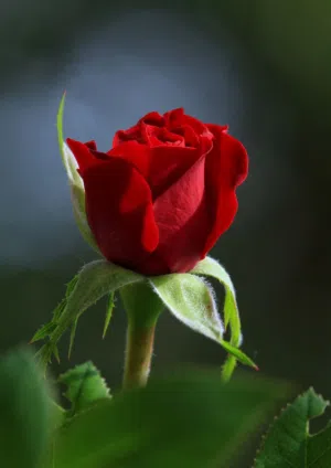 albader 
