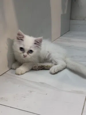 قطط اليف