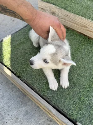 Husky0